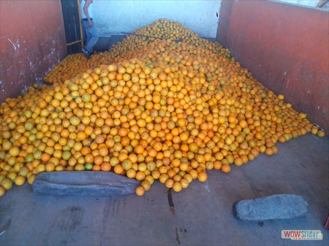 Descarga de Citricos en las rampas de traslado